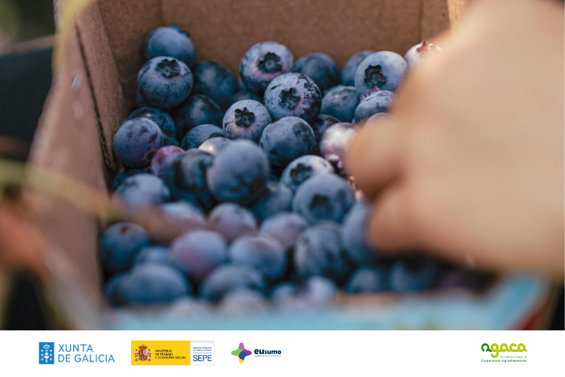 Xornada berries agaca