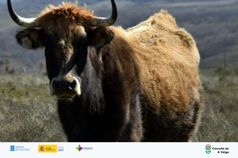 V EXPOSICIÓN AGROGANDEIRA DE TREVINCA | Concello da Veiga