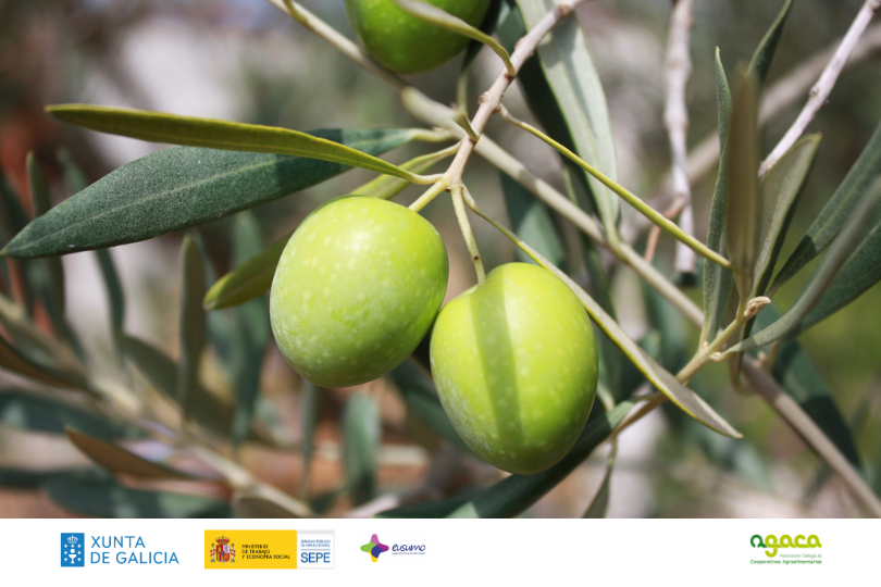 Cultivo de oliveiras en Galicia