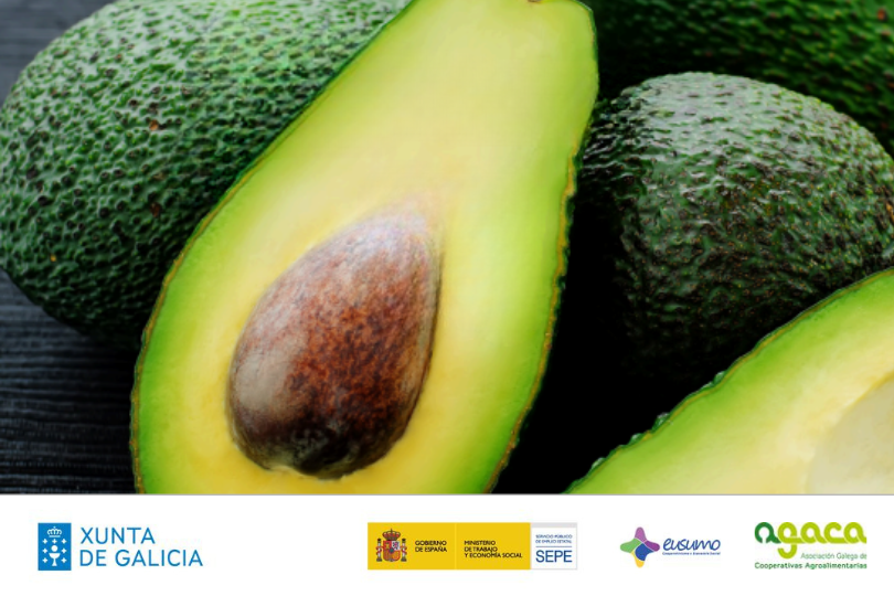 Xornada | Produción de aguacate