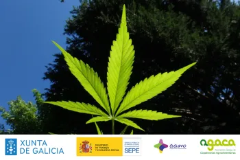 Xornada  |  Cultivo de cánabo