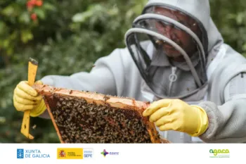 Produción e comercialización de mel en Galicia