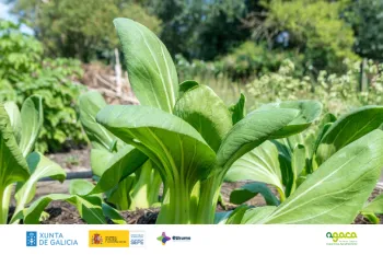 AGACA Cultivos tradicionais