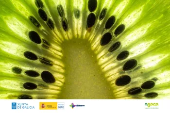 Kiwi agaca