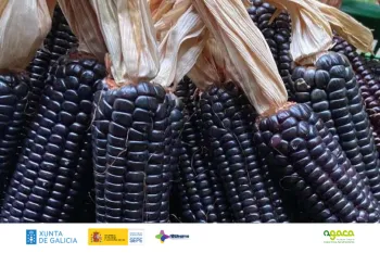 AGACA sementes autóctonas