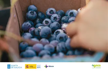 Xornada berries agaca