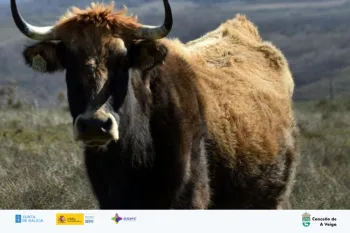 V EXPOSICIÓN AGROGANDEIRA DE TREVINCA | Concello da Veiga