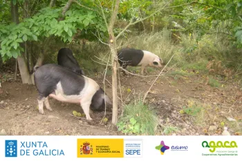 Crianza de porco celta | Xornada formativa