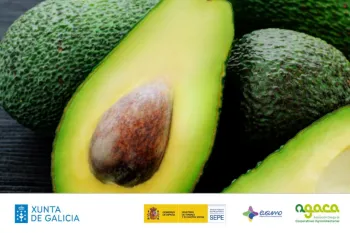 Xornada | Produción de aguacate