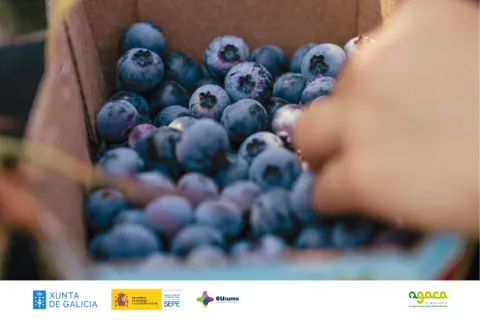 Xornada berries agaca