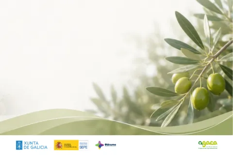 Oliveiral agaca